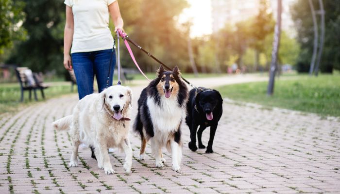 women walking dogs for cash